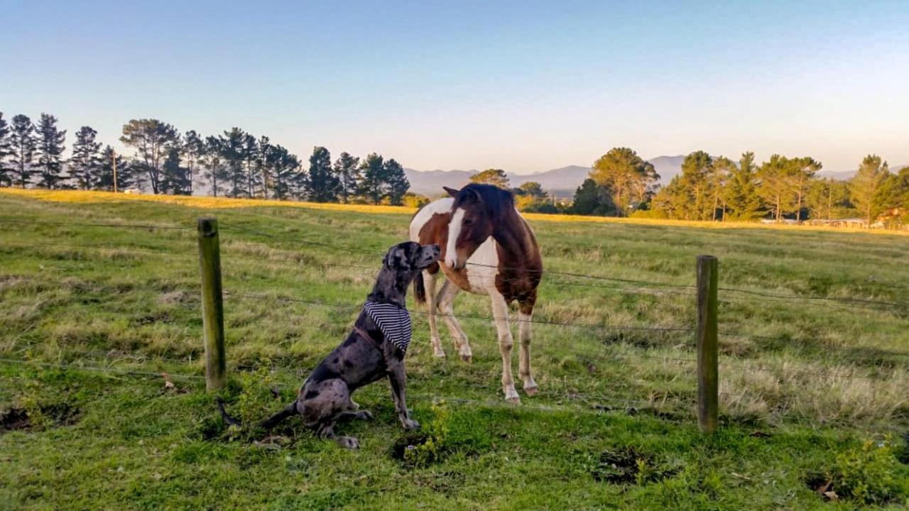 Vila Fernhill Guest Farm Knysna Exteriér fotografie